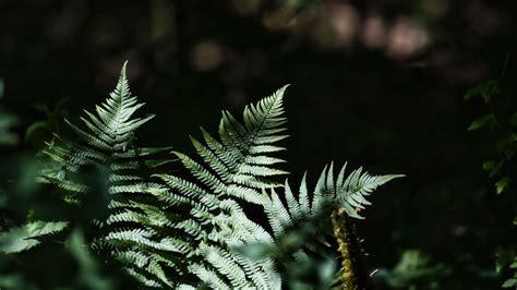 Download wallpaper 3840x2160 fern, leaves, plants, shadows, nature 4k ...