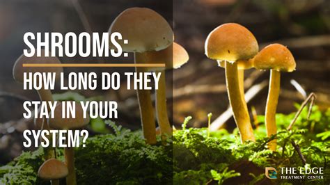 What Do Shrooms Look Like A Visual Guide