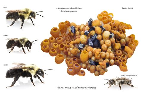Best 13 A Complete Guide to Bumblebee Nests – Artofit