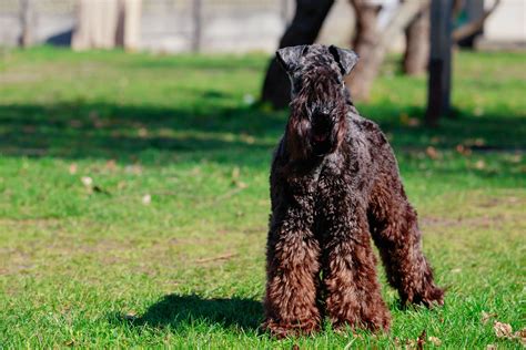 21 Best Hypoallergenic Dogs | Money