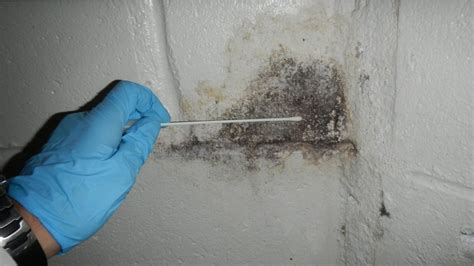Image result for Mold Testing MA