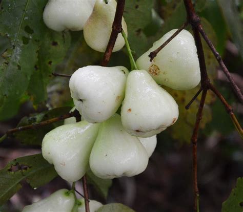 Creative Farmer Live Fruit Plant White Water Apple Hybrid for Balcony ...
