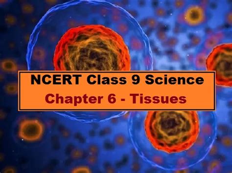 Image result for Class 9th Science Chapter Tissues