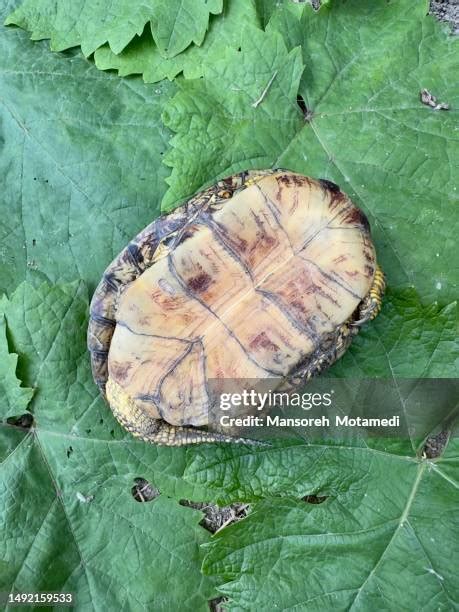 Image result for Speed Turtle Videos