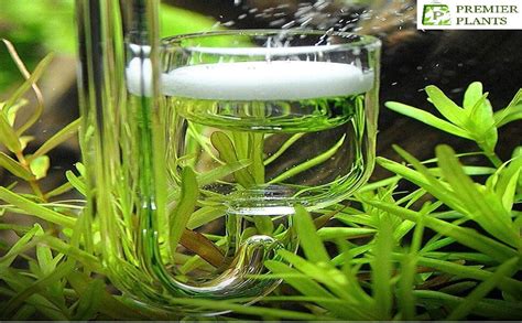 PREMIER PLANTS Aquarium Nano Co2 Diffuser with 2 Meter Co2 Tube (Small ...