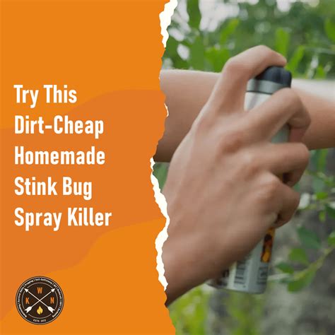 Try This Dirt-Cheap Homemade Stink Bug Spray Killer
