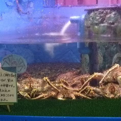 WAKKANAI CITY NOSHAPPU AQUARIUM - All You SHOULD Know Before Going 2026 ...