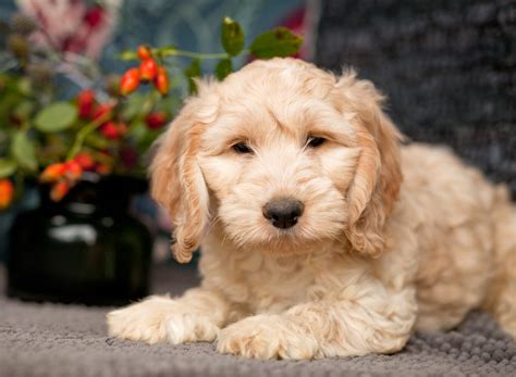 Image result for Cockapoo Breeders