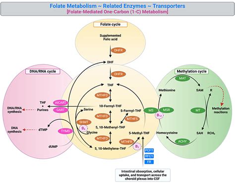 Image result for Folate Function