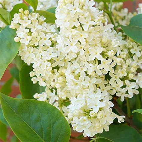 Yellow Lilac Syringa spp Seeds for planting fragrant bloom hedge and s ...