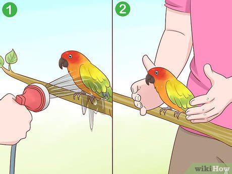 Image result for Primitive Catching Bird