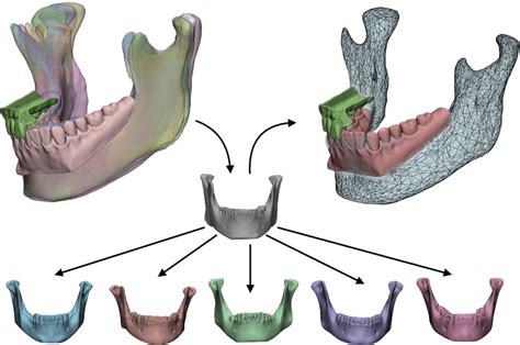 Image result for OpenGL Statistical Shape Model