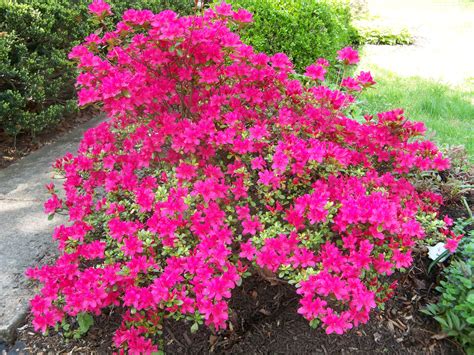 Deer Resistant Flowering Shrubs: A Guide to Choosing the Right Plants