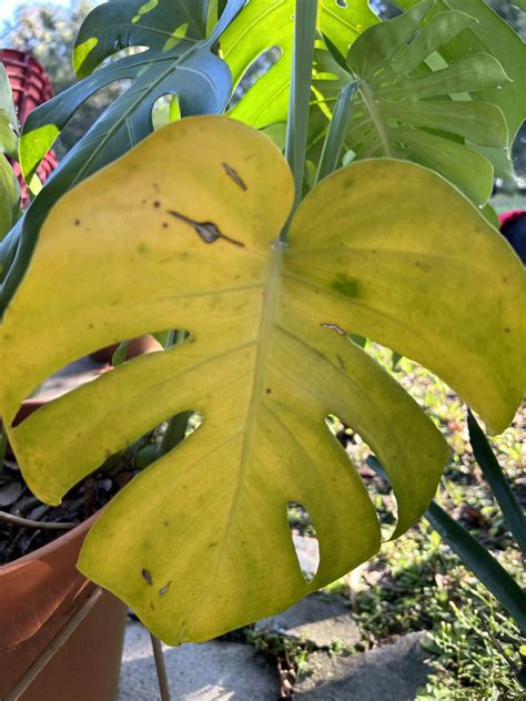 Monstera leaves yellowing and dying off at base of plant. Any help is ...