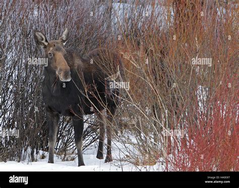 A cow moose spotted in Yellowstone National Park, illustrating the park's rich wildlife and ...