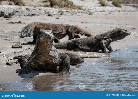 Komodo Dragons on Beach in Komodo National Park Stock Photo - Image of ...
