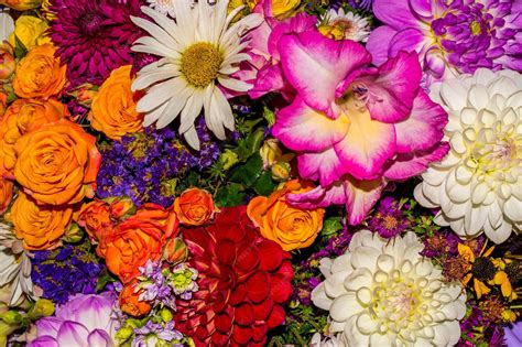 Photo of closeup abstract flower background consist of many flowers ...