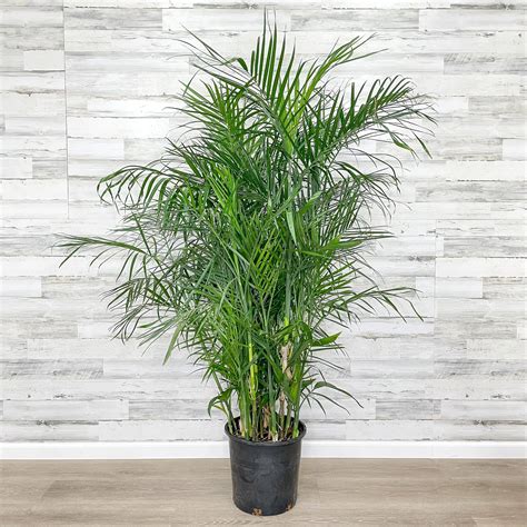 Bamboo Palm Indoor Plant