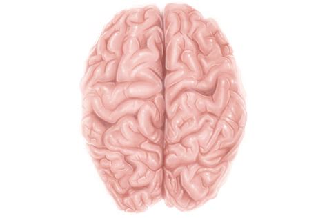 Image result for Human Brain Cortex