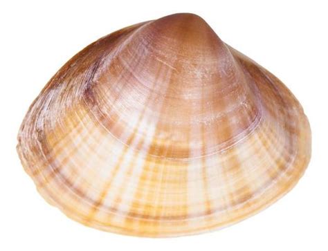 Image result for WinShell Clam