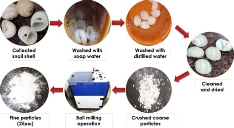 Image result for Extraction of Protein From Snail Shell