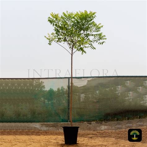 Neem Tree 的图像结果