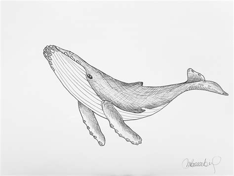 Humpback Whale Drawing