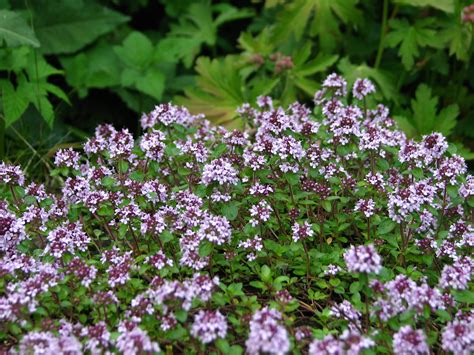 Thyme Ground Cover