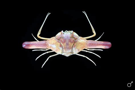 Crab Database · Crabs · Genus Ixa