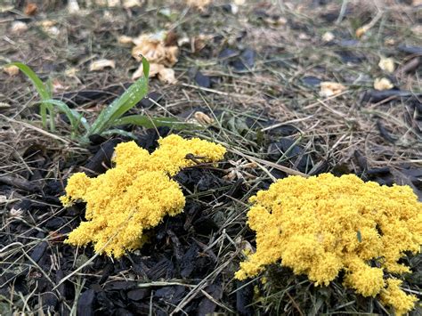 Yellowish Fungus On Mulch