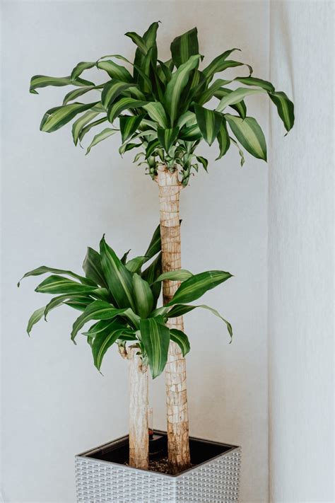 Indoor Tree Types 20 Best Indoor Trees And Tropical Plants To Grow In