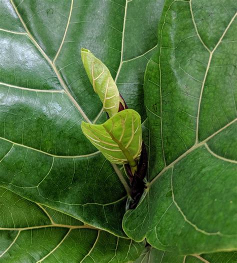 Figs Leaves Black Spots On My Dwarf Fiddle Leaf Fig Leaves