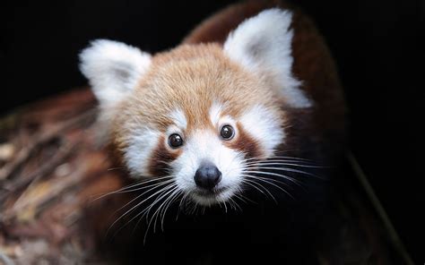 Download Panda Animal Red Panda 4k Ultra HD Wallpaper