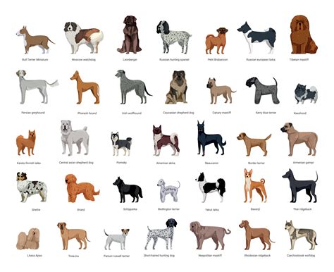Dog Breeds A-Z at Max Wroblewski blog