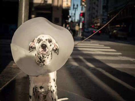 The Ultimate Guide to Caring for a Limping Dog
