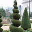 Image result for Blue Point Juniper Chinese Tree