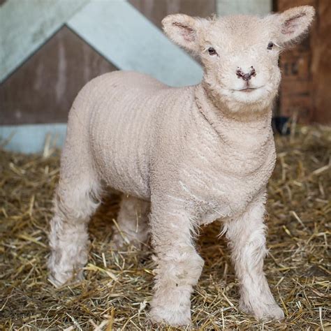 This little babydoll sheep lamb is named JoJo. She is the daughter of ...