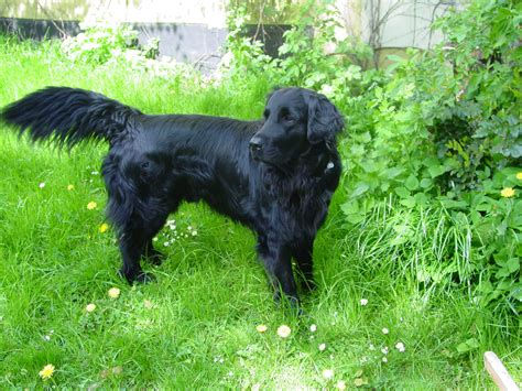 Flat-Coated Retriever Breed Guide - Learn about the Flat-Coated Retriever.
