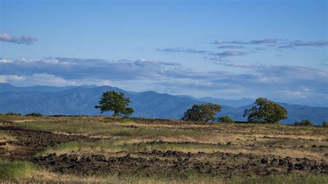 Download wallpaper 2560x1440 tree, field, vastness, grass, sky ...