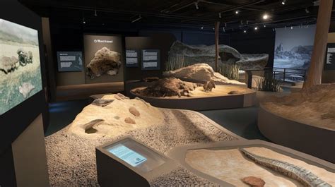 Museum Display 的图像结果