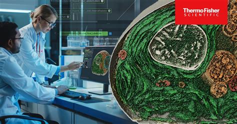 Image result for Amira Cell Segmentation Tutorial