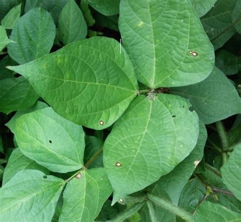 TNAU Agritech Portal :: Crop Protection