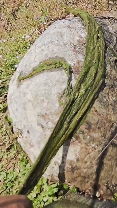 Image result for Shellcrackers On Bottom