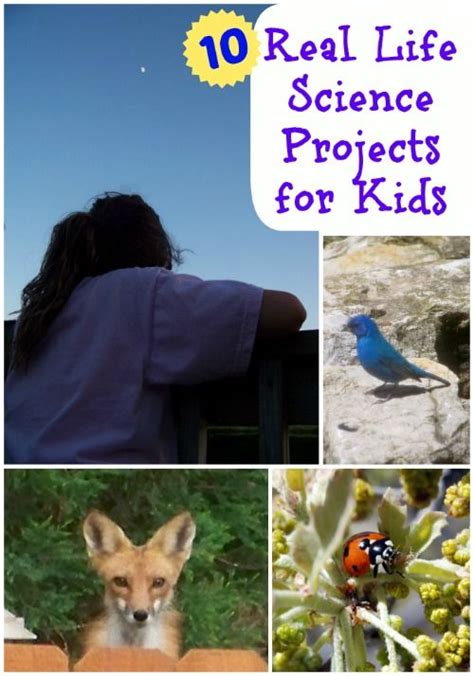 Real Science Projects 的图像结果