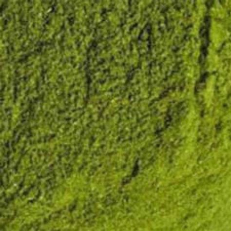 Organic Wheat Grass Powder (गेहूं ज्वारा पाउडर) – Mittal Organics