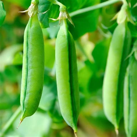 Sugar Snap Pea Plant - Plant Ideas