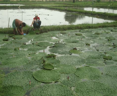 Makhana Cultivation Process: An Overview