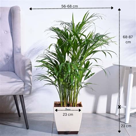 Buy Areca Palm XL Plant - Care, Benefits, and More – Ugaoo