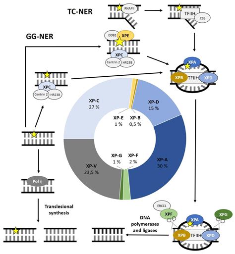 Xeroderma Pigmentosum Gene Chapter 12: DNA Damage And Repair