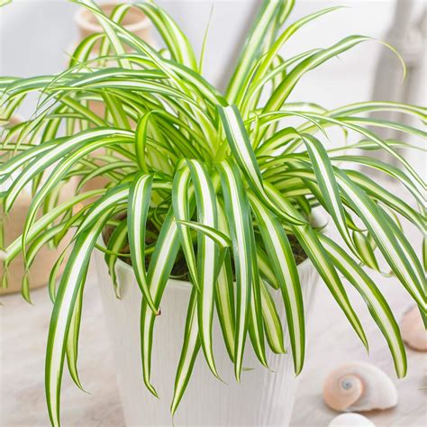 Buy Chlorophytum Variegatum - Spider Plant | Indoor Plant Gift 20-30cm ...